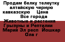 Продам белку телеутку алтайскую,черную кавказскую. › Цена ­ 5 000 - Все города Животные и растения » Грызуны и Рептилии   . Марий Эл респ.,Йошкар-Ола г.